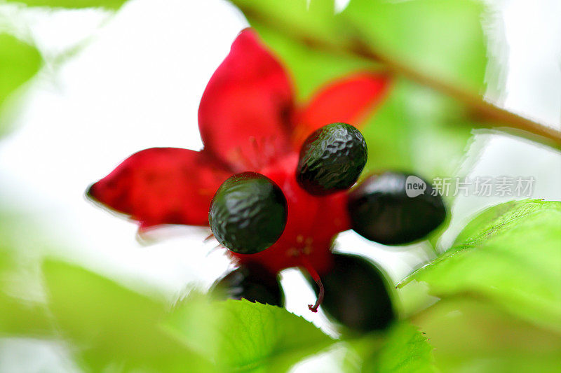 美丽植物的花/毛莨属